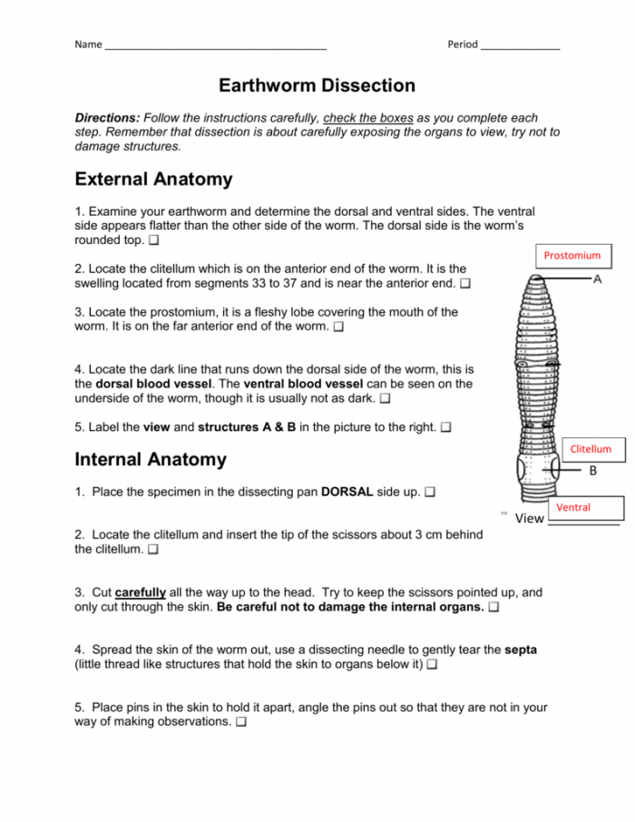 Earthworm Diagram Worksheets 99Worksheets