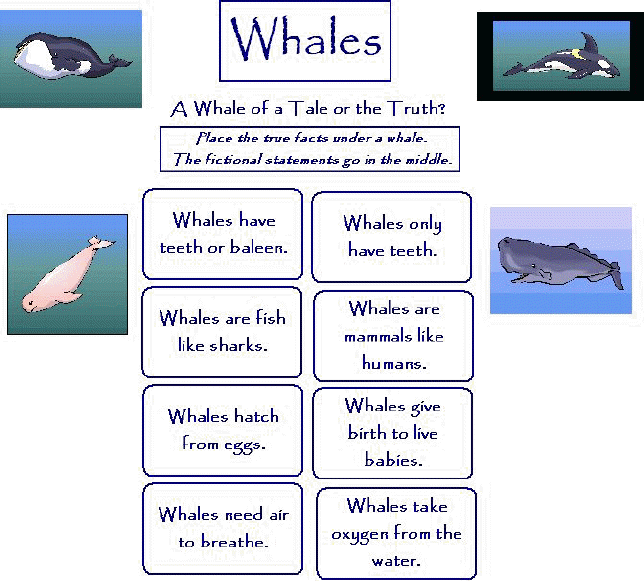Compare And Contrast Whales Worksheets 99Worksheets