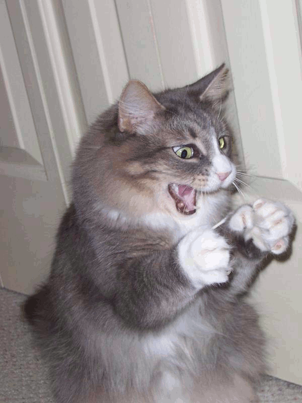 Top Birthday Cat Memes Images And Gif 9 Happy Birthday