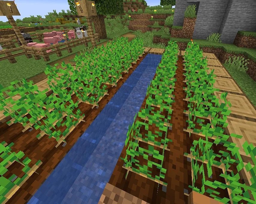 Potatoes How to get and How to plant?