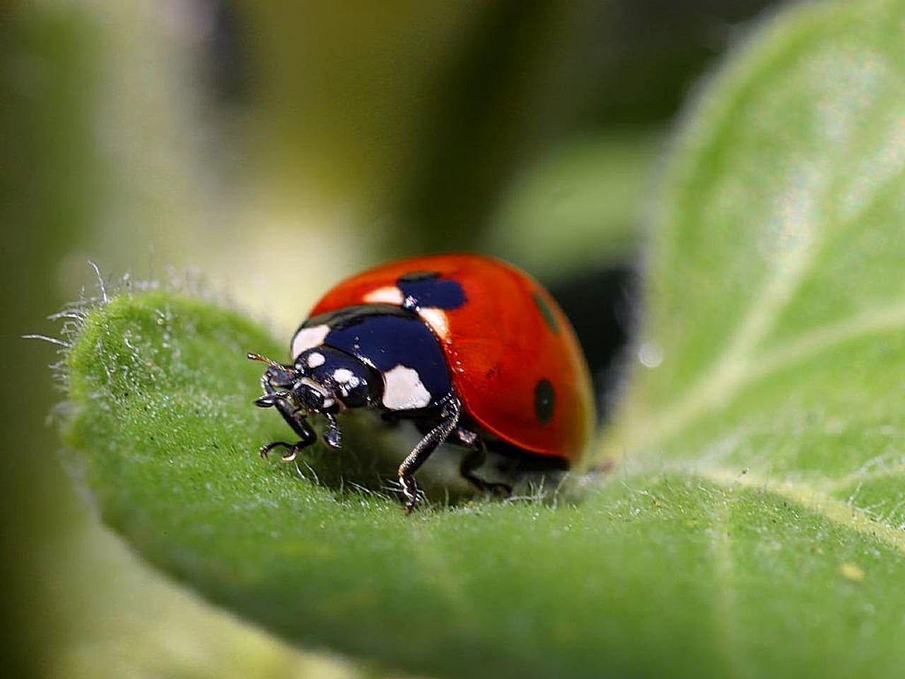 The Harms of Ladybugs Blog A1 Pest Control