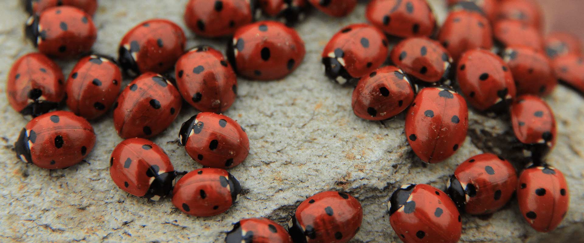 North Carolina Ladybugs Guide A1 Pest Identification