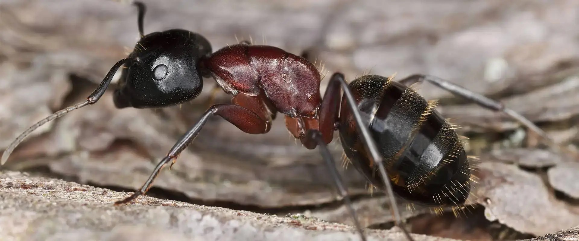North Carolina Ant Identification A1 Bug Identifier