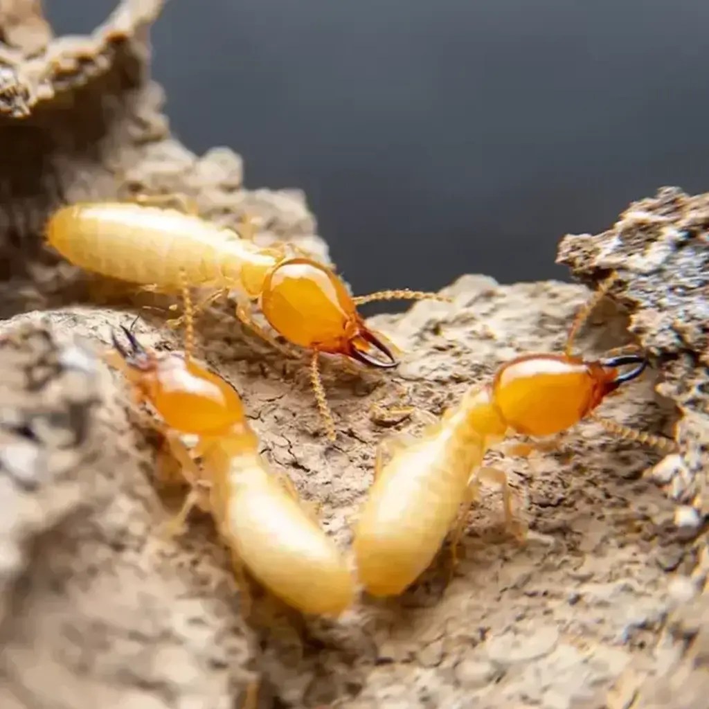 North Carolina Termites A1 Bug Identification Guide