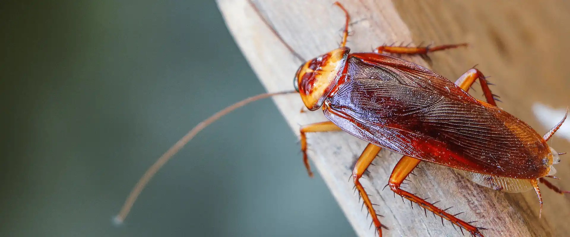 How Do Cockroaches Get In Your House? Cockroach Exterminator
