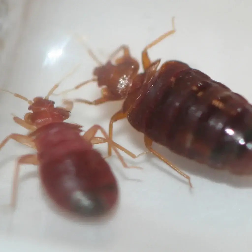 How to Know if You Have Bed Bugs Bed Bug Extermination NC