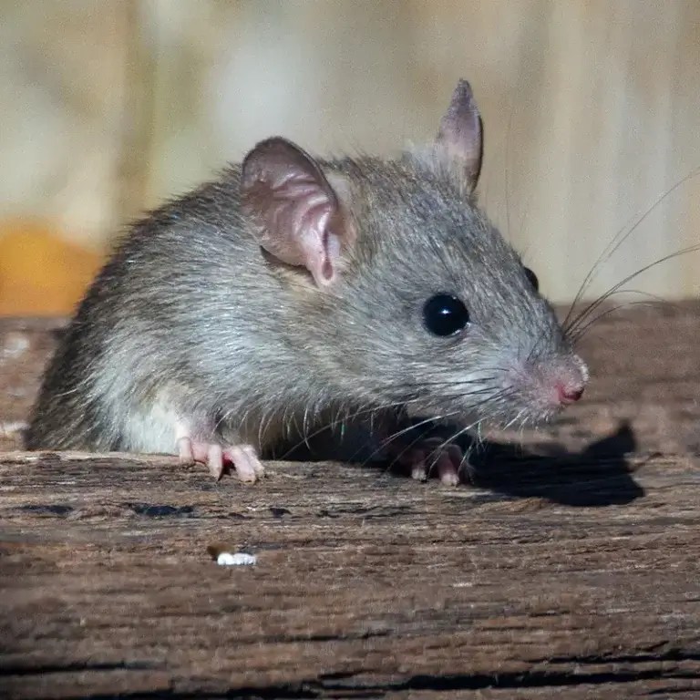 North Carolina Mice Identification House Mouse Identifier