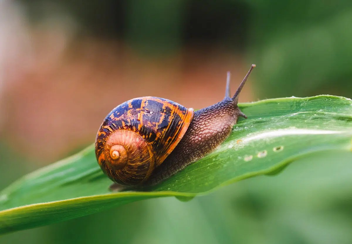 Do Snails Have Eyes or Are They Blind? A Garden Diary