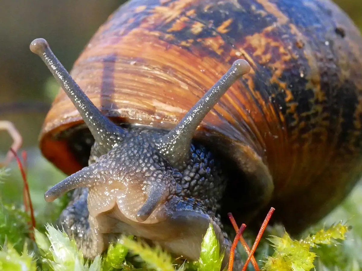 What Do Snails Eat? A Garden Diary
