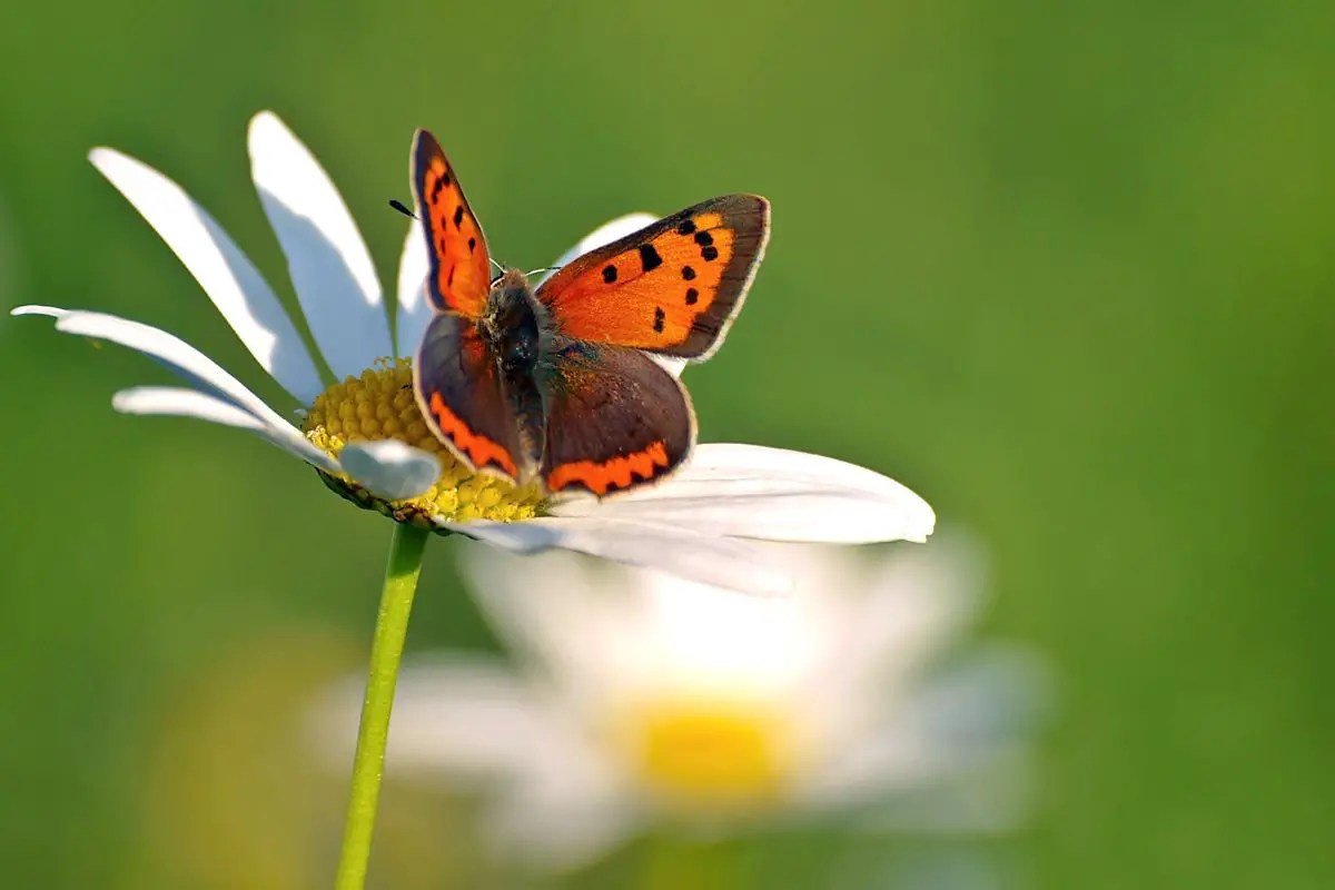 Do Butterflies Pee? (Silly Question, or Not?) A Garden Diary