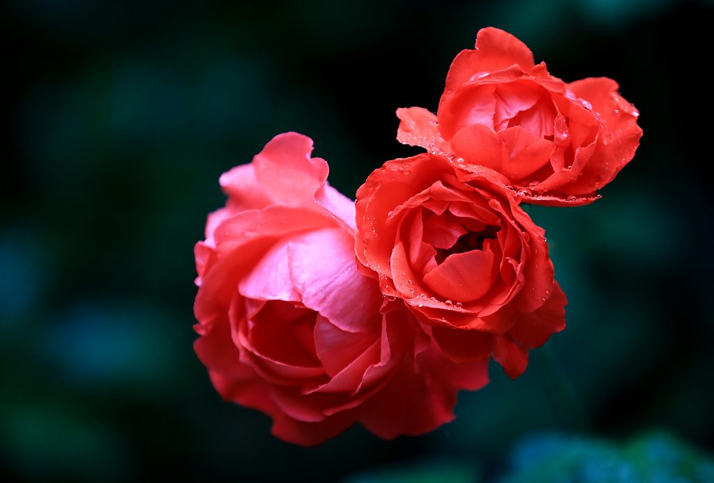 When Do Roses Bloom (Rose Bloom Calendar and States) A Garden Diary