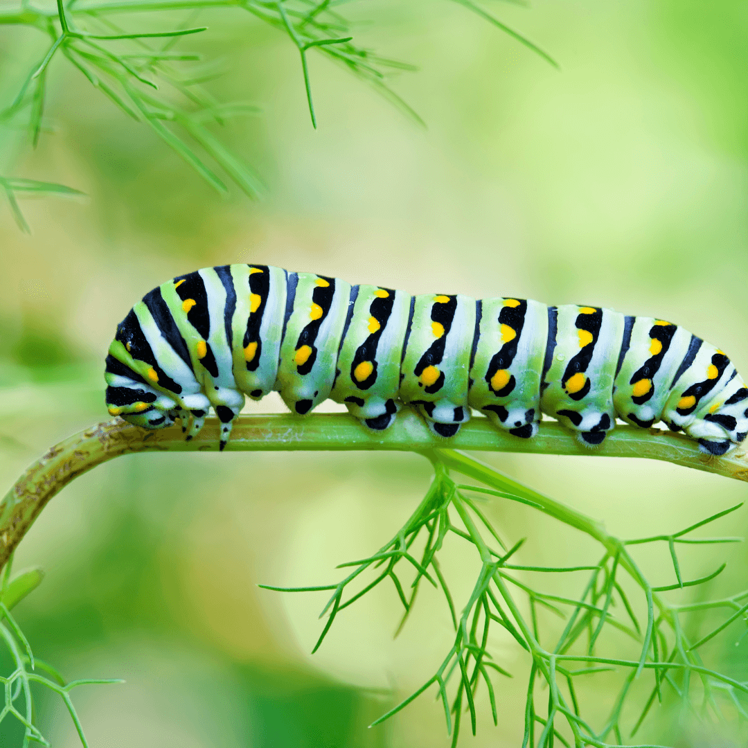 Do Caterpillars Have Legs? A Garden Diary