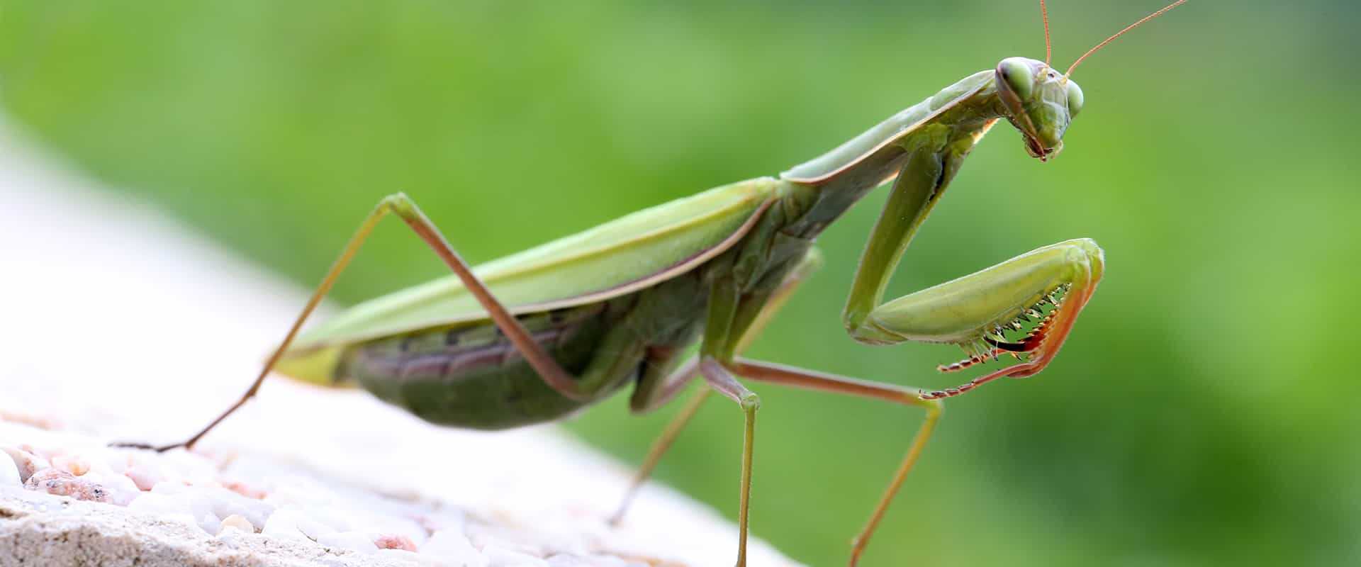 Do Praying Mantises Change Color? A Garden Diary