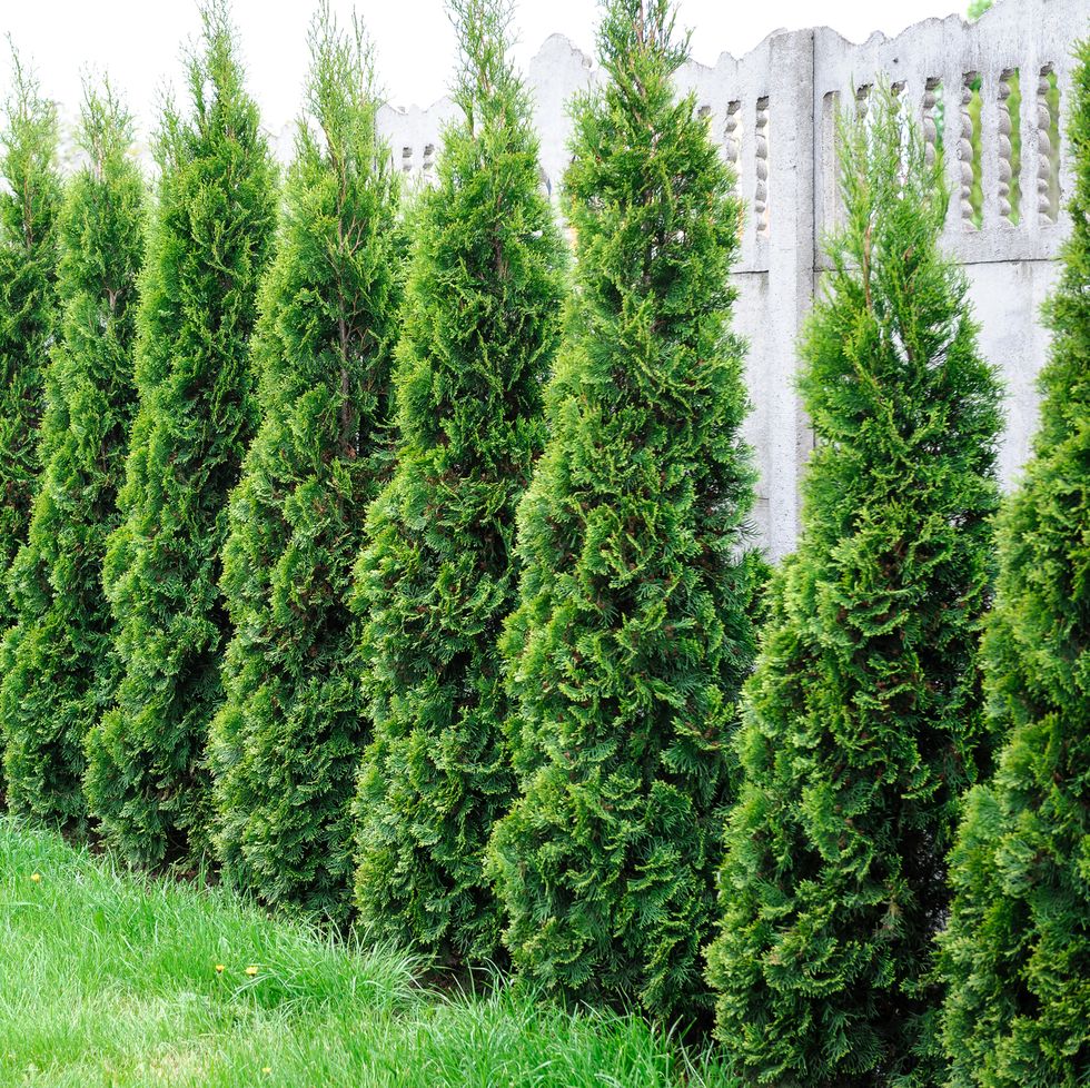 11 Trees That Don’t Lose Leaves (Perfect for Privacy) A Garden Diary