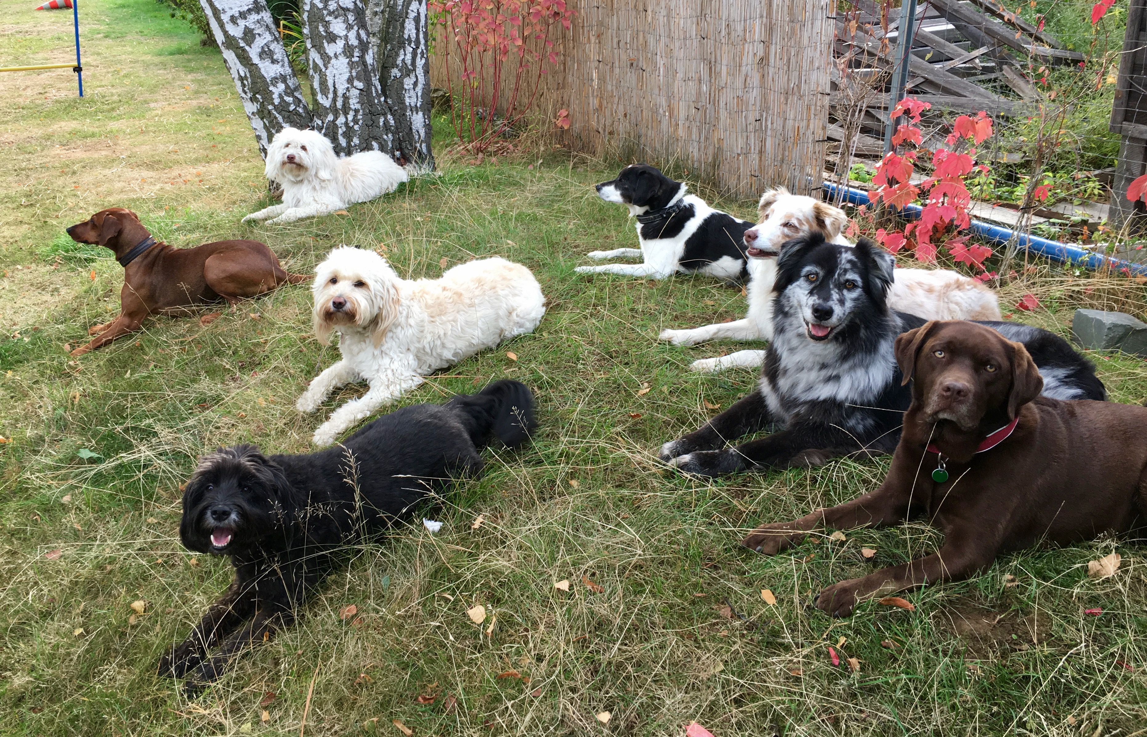 Alternative Hundeschule Kaufberatung