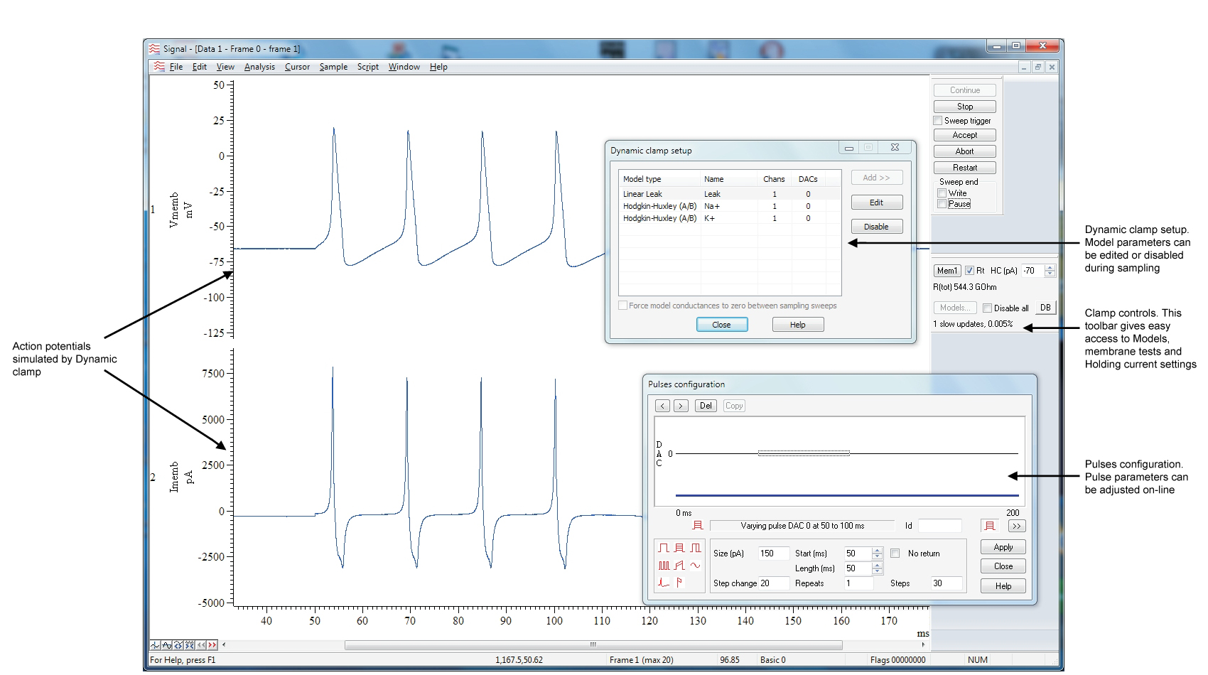 Patch Clamp Technique For Measuring Membrane Potential chillhammer