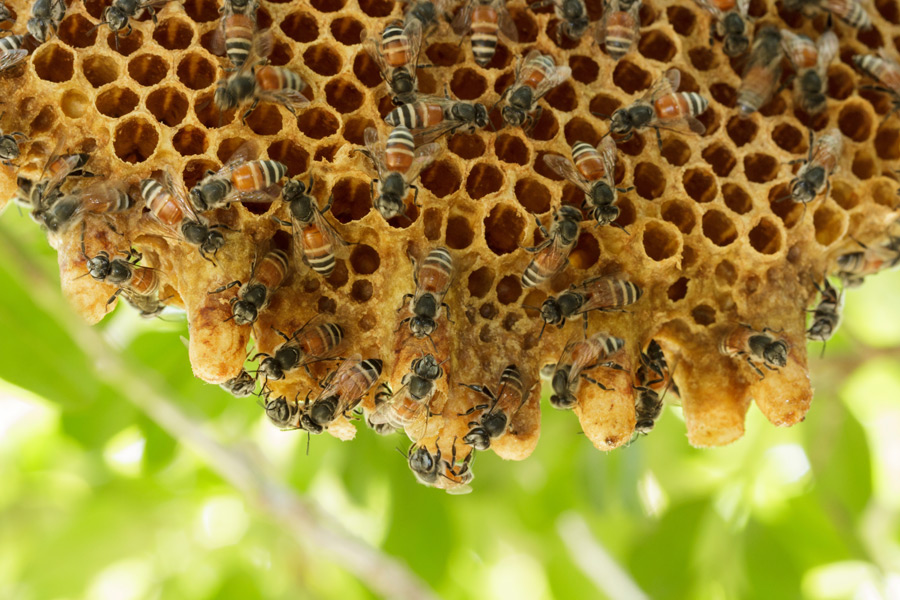 Bees, Wasps & Stinging Insects Control A1 Exterminators