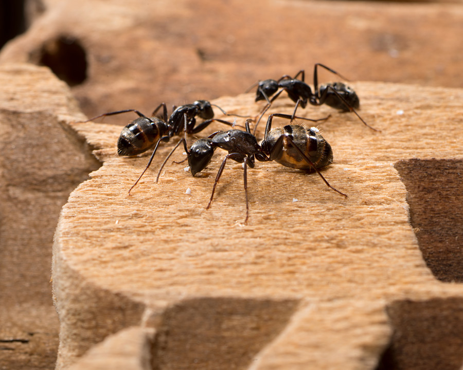 How Does Pest Control Get Rid Of Ants? JDM Pest.