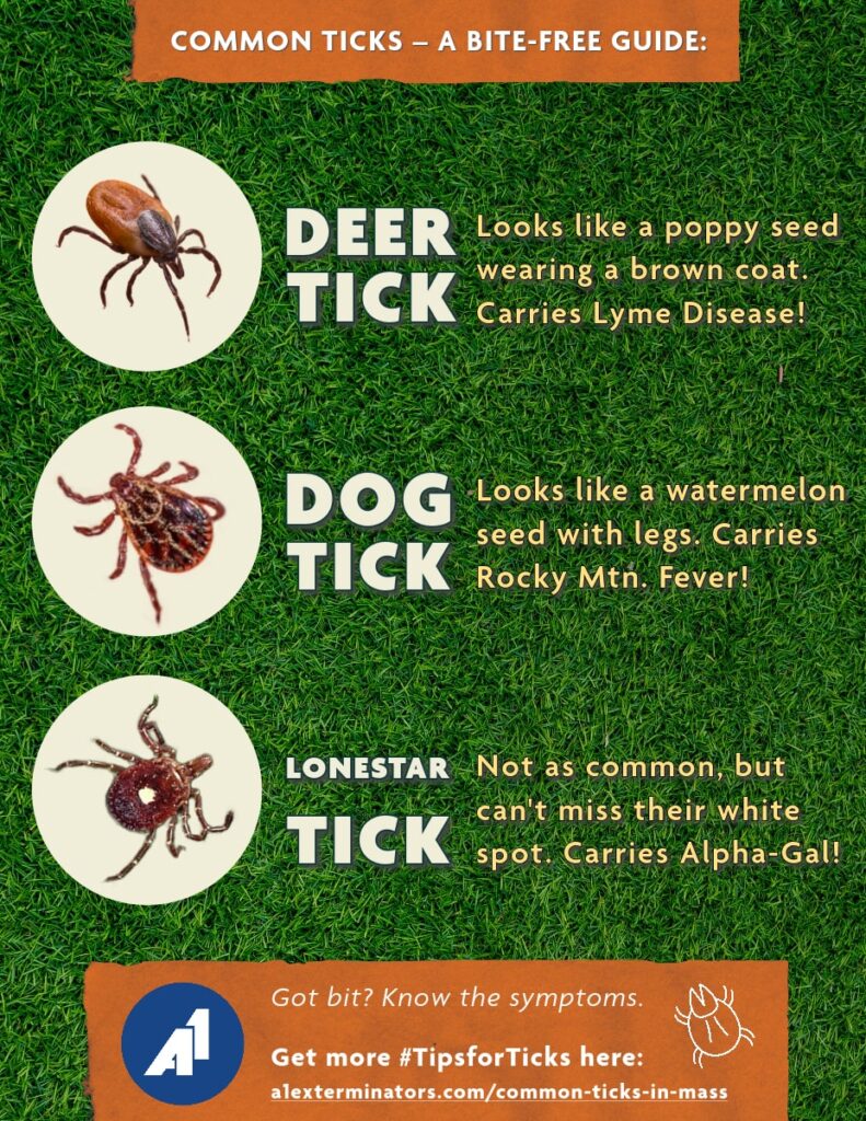 The 3 Most Common Ticks in Massachusetts and How to Identify Them A1 Exterminators