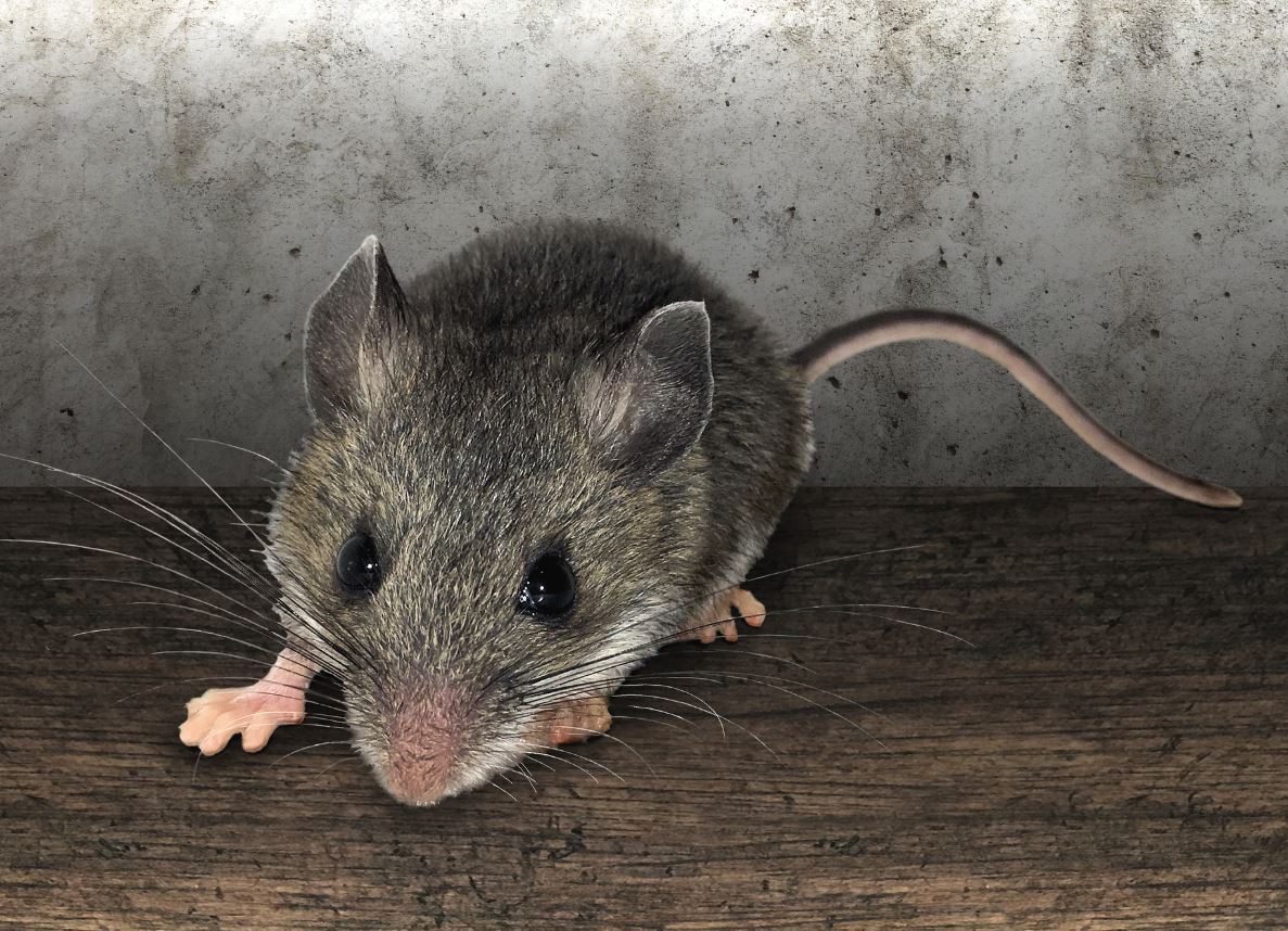 Mice in your home A1 Exterminators