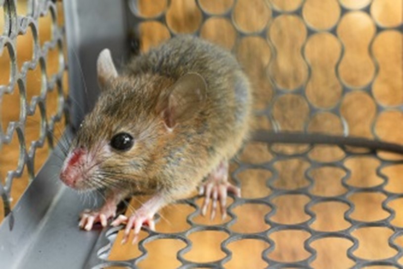 Physical Characteristics of Rats and Mice A1 Exterminators