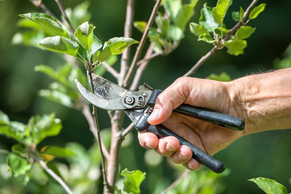 A compact guide to tree pruning A1 Sure Services tree pruning 101
