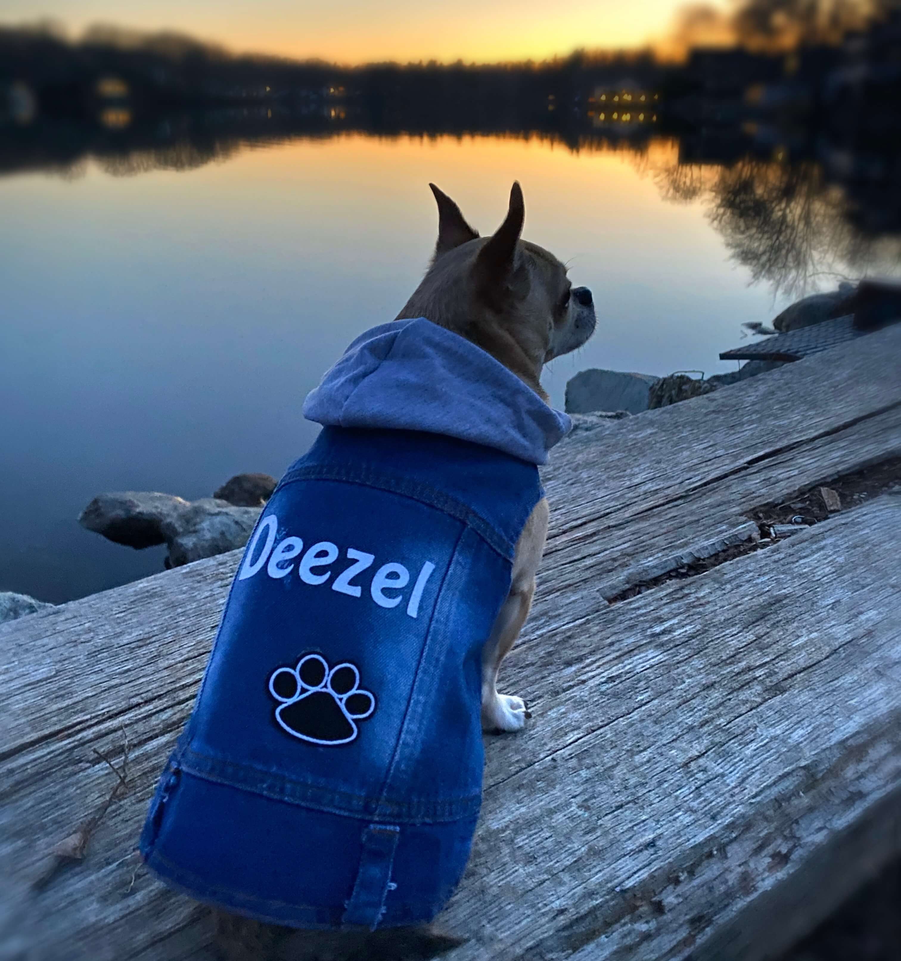 AAA Pet Travel Photo Contest