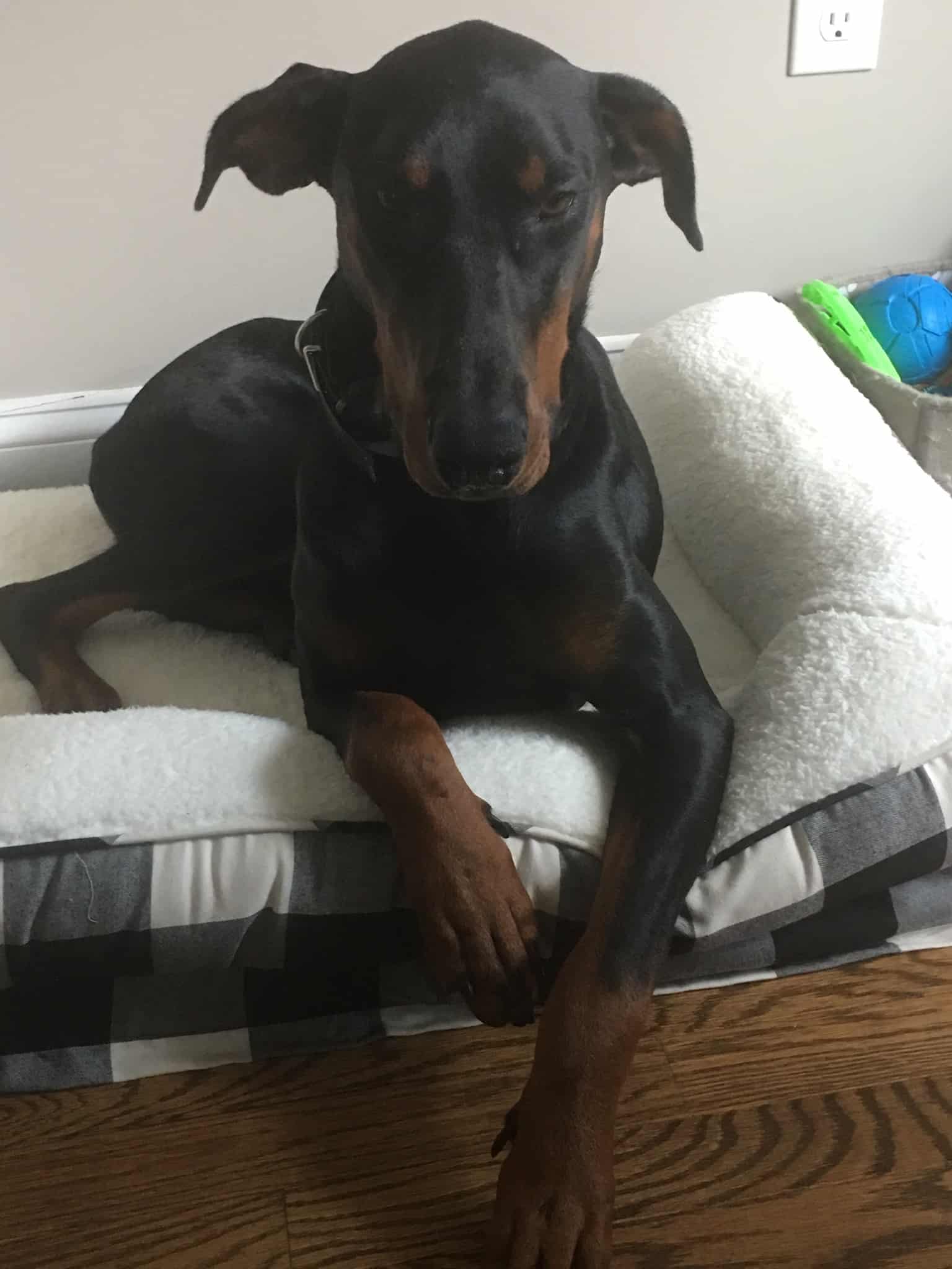 Testimonials AAA Dog Training Dog Training York PA Sparks, Maryland