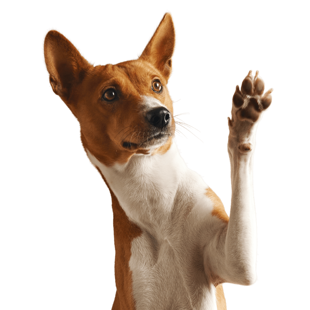 Dog Obedience and Behavior Training in York PA, Baltimore MD