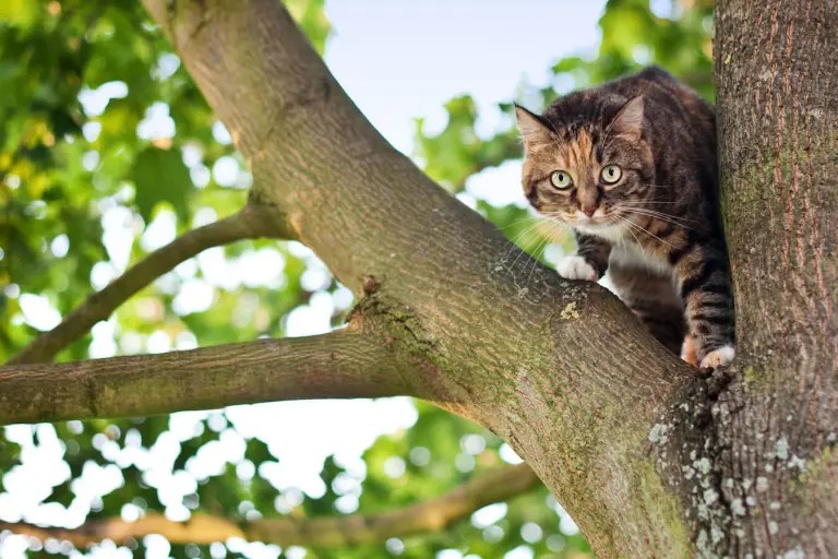 Cat Rescue Experts Denver CO at AAA Emergency Tree Service