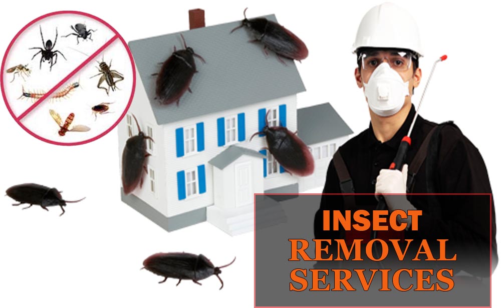 Professional Insect Extermination Service in Sherwood Park, Alberta