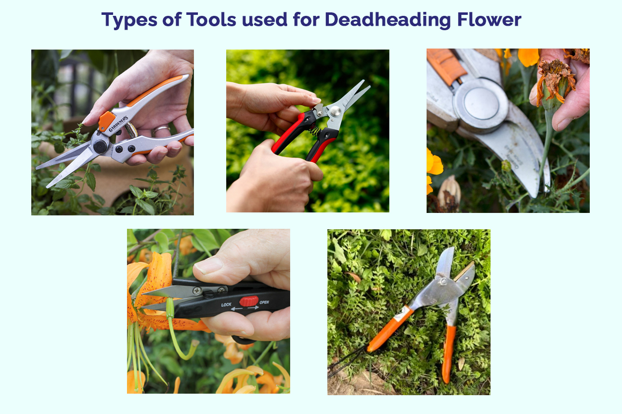 A Guide to Deadheading Flowers Al Ardh Alkhadra