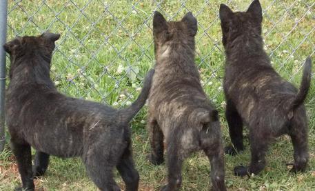 Akc Registered Dutch Shepherd Puppies For Sale - K9 Training | Aachen Dutch Shepherds