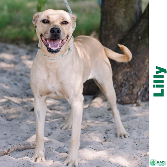 Dogs for Adoption in Cape town AACL