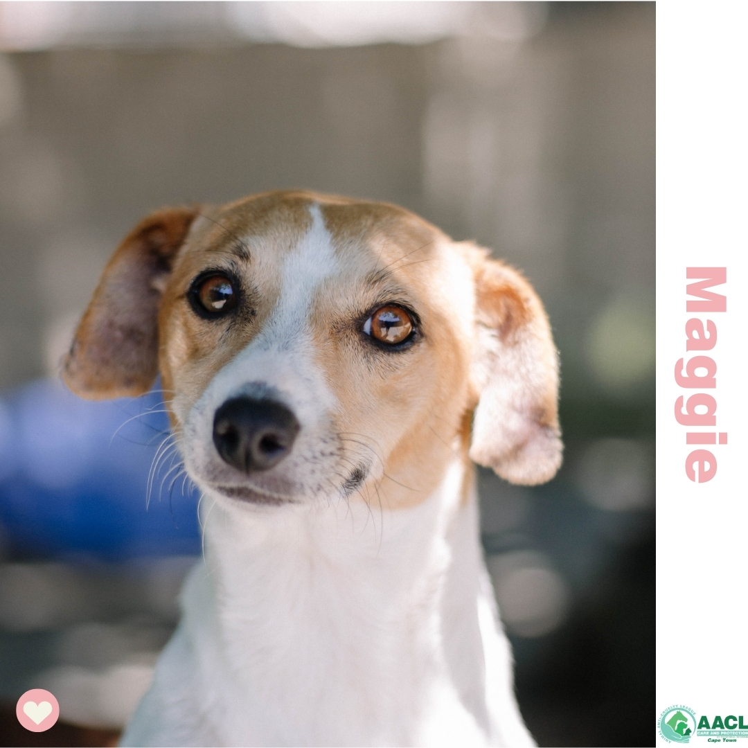 Kittens For Adoption Cape Town Adoption Cape Town AACL Please