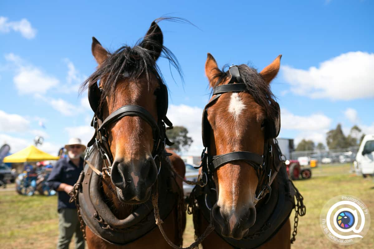 Gallery The Association of Agricultural Field Days of Australasia