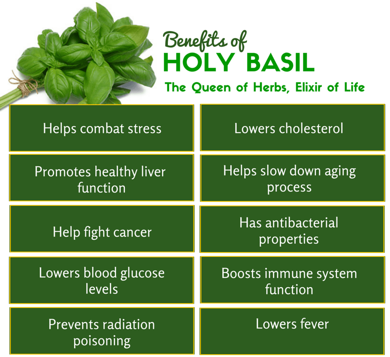Benefits of basil are being uncovered ever day AAI Clinics