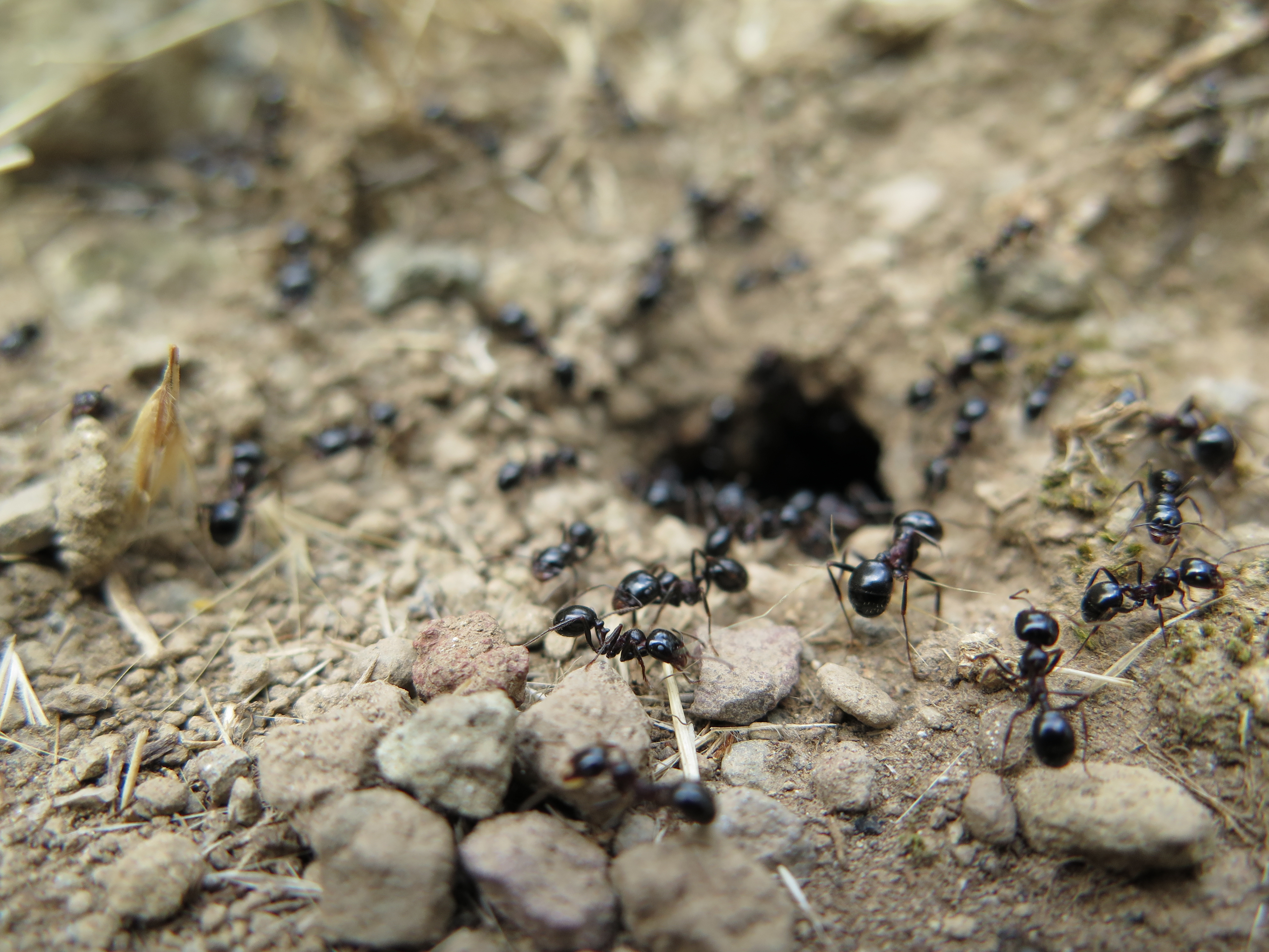 5 Winter Pest Problems You Can Prevent AAI Pest Control