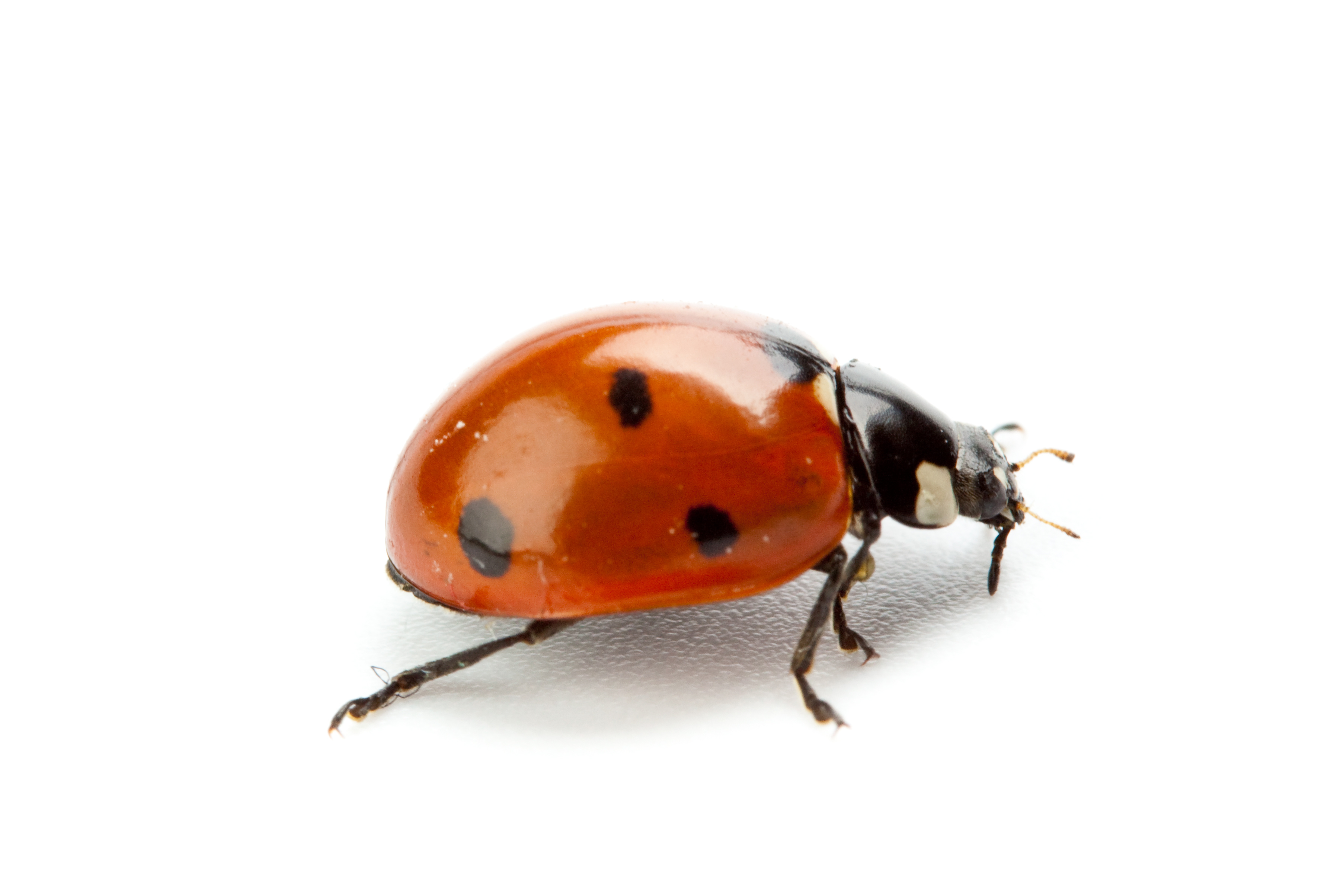Are Ladybugs Poisonous To Dogs And Cats