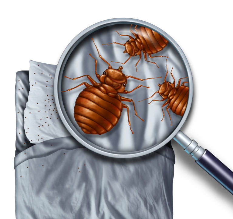 Bed Bug Service What's Included? AAI Pest Control