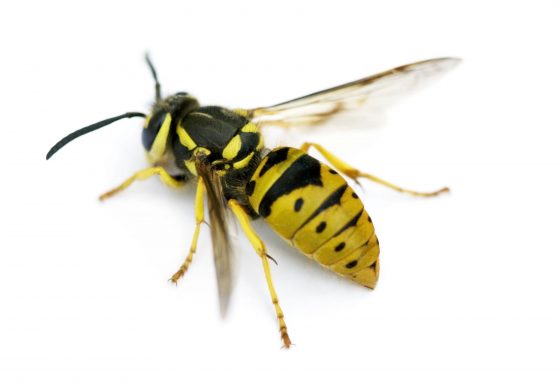 Understanding the Life Cycle of a Yellow Jacket AAI Pest Control