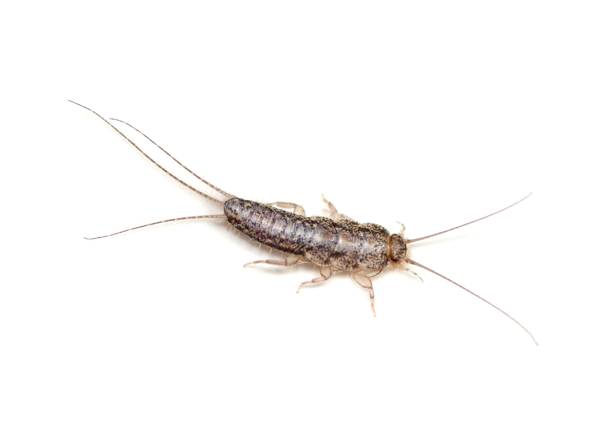 How to Identify Silverfish AAI Pest Control Stockton, CA