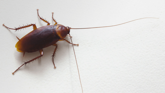 Common California Cockroaches AAI Pest Control Blog