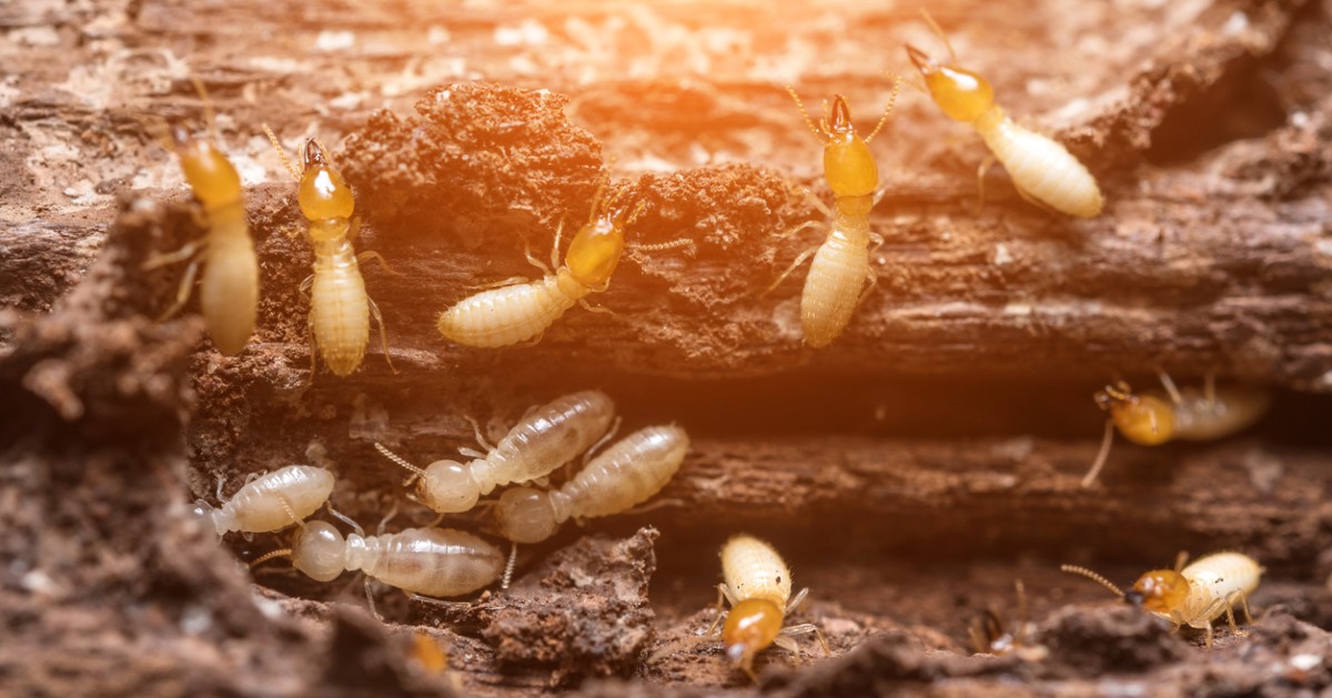 What You Need To Know About Termites in California AAI Blog