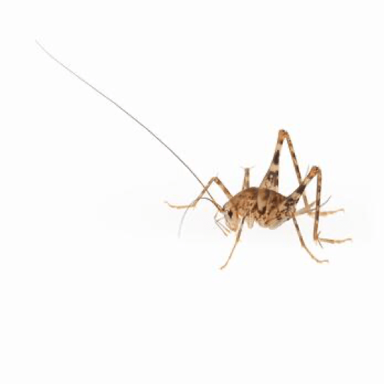 What Are Crickets? Do Crickets Live in Northern California?