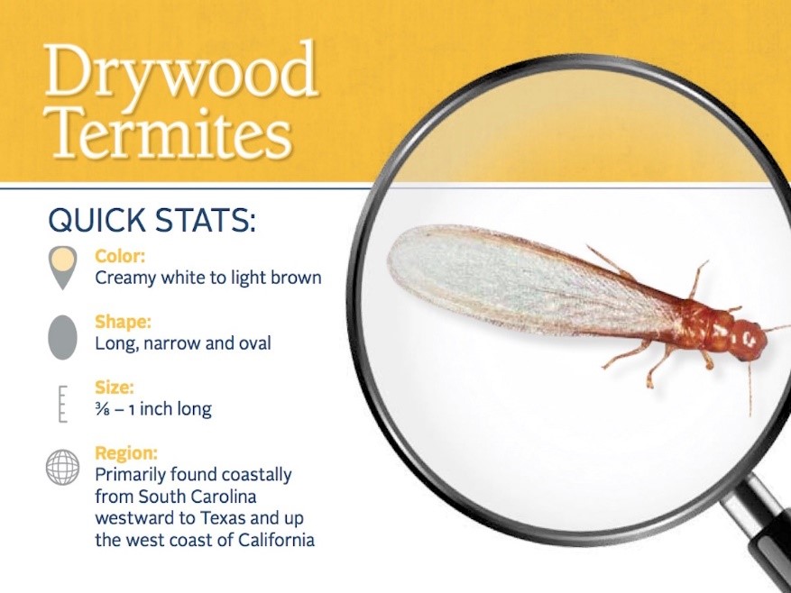 What Are Termites? Which Termites Live in Northern California?
