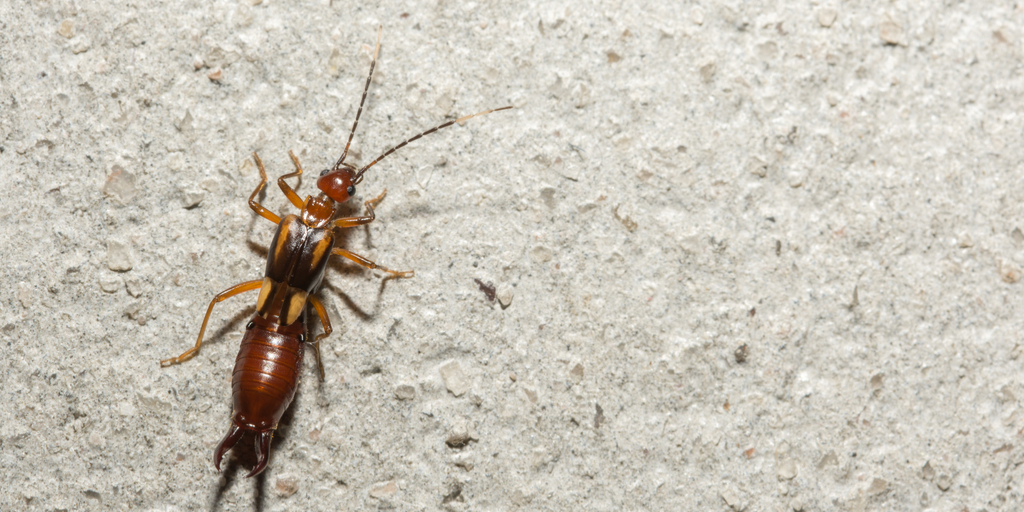Are Earwigs Dangerous | A&M Pest Control