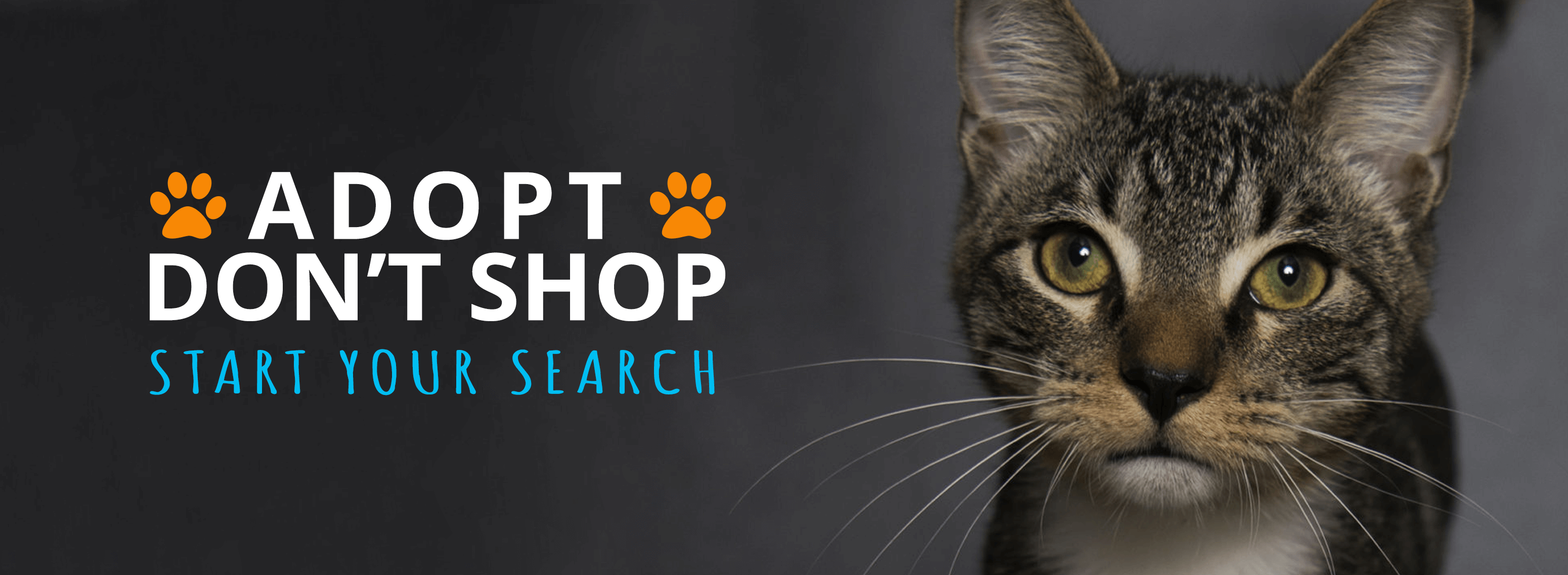Abandoned Animal Rescue – Giving Paws A Helping Hand™