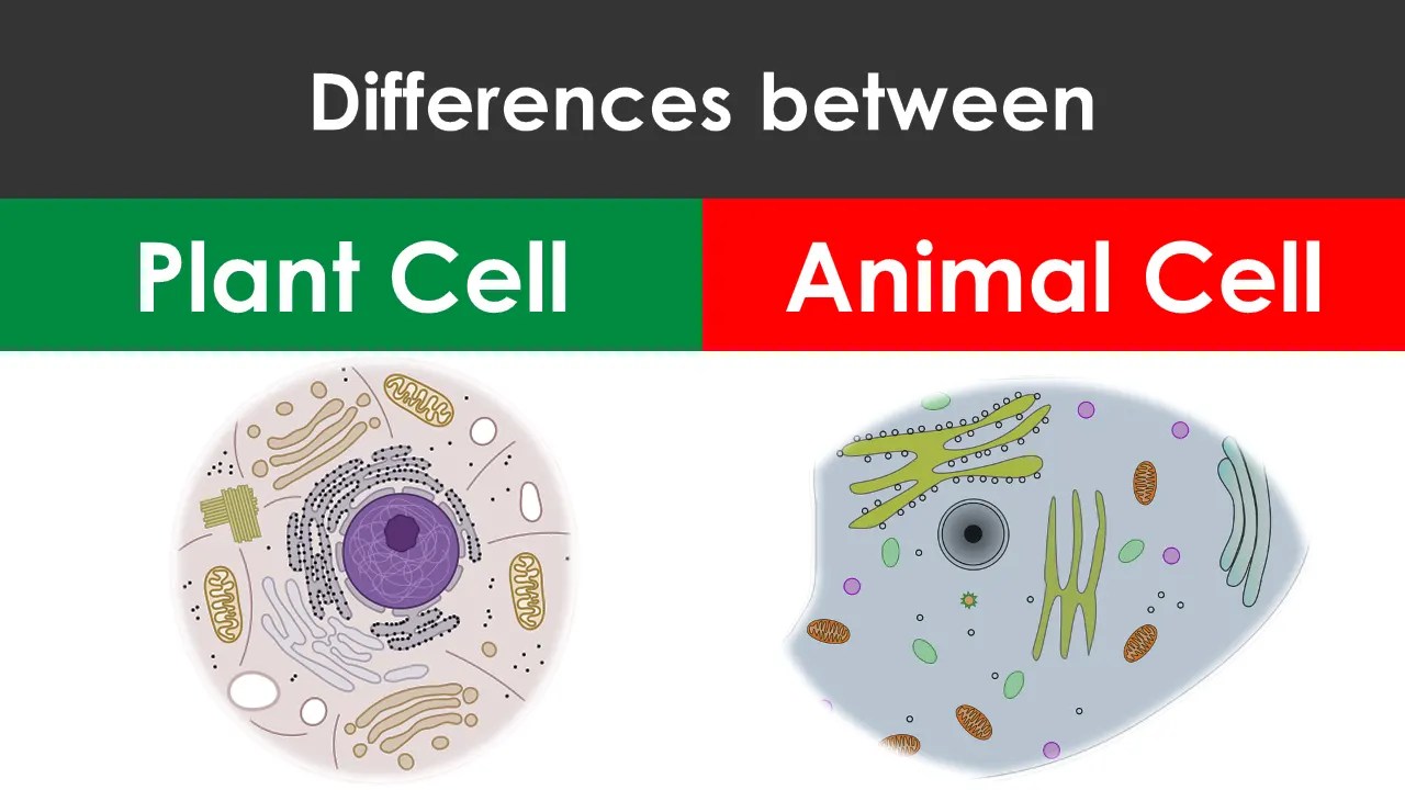 Differences between Plant cell and animal cell