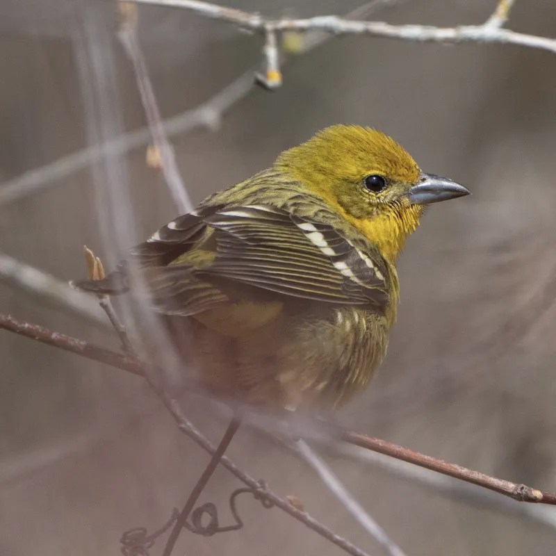Rare Bird Alert May 5, 2023 American Birding Association